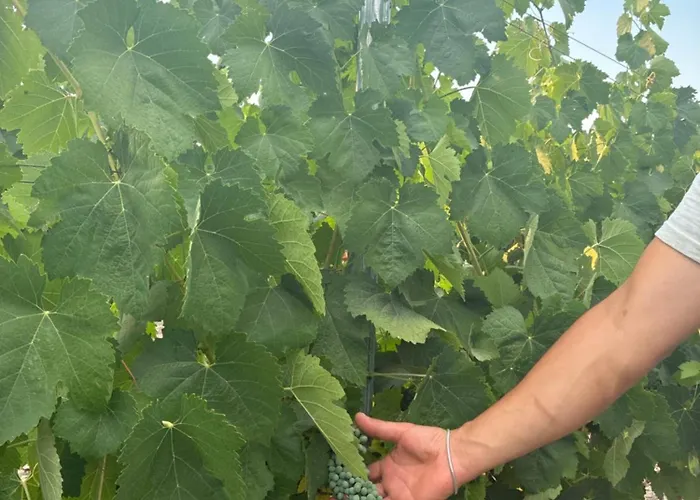 Bosco Elda * Сан-Джованни-Ротондо